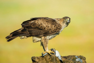 Компания Huawei и Международный союз охраны природы  (МСОП) запустили новаторский проект по защите биоразнообразия, в том числе популяции ястребиного орла, в природном парке Сант-Льоренс-дель-Мунт и л'Обак.